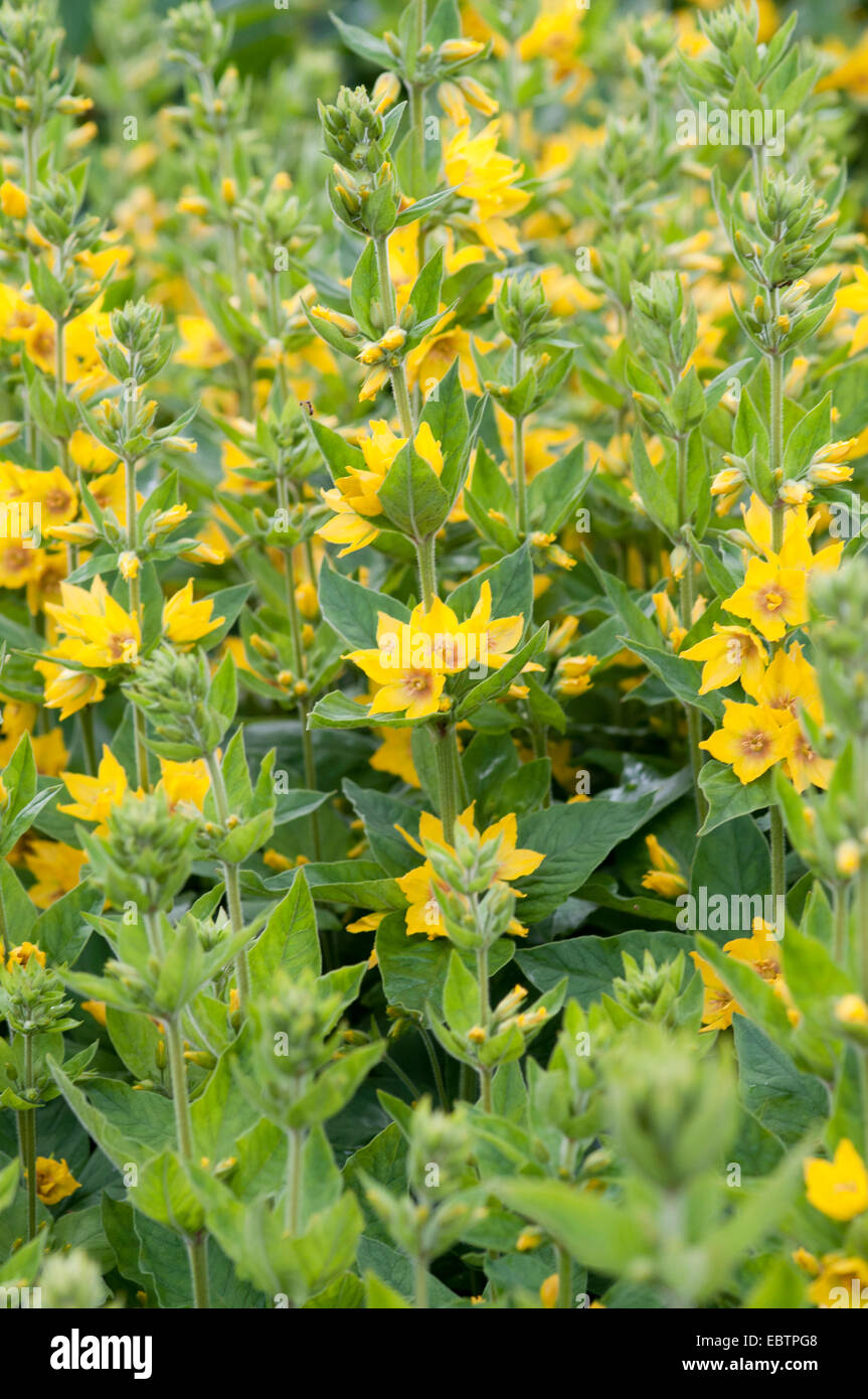 LYSIMACHIA PUNCTATA Foto Stock