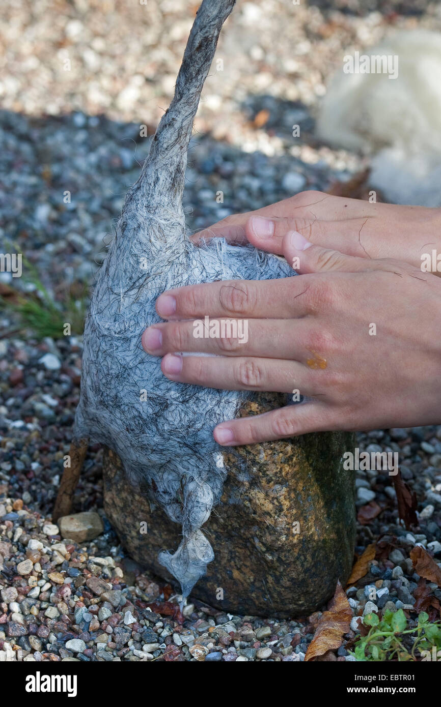 "Feltro stone troll' che serve come giardino decorazione: pietre naturali essendo dotato di cappelli di feltro imbevuto di lana, Germania Foto Stock