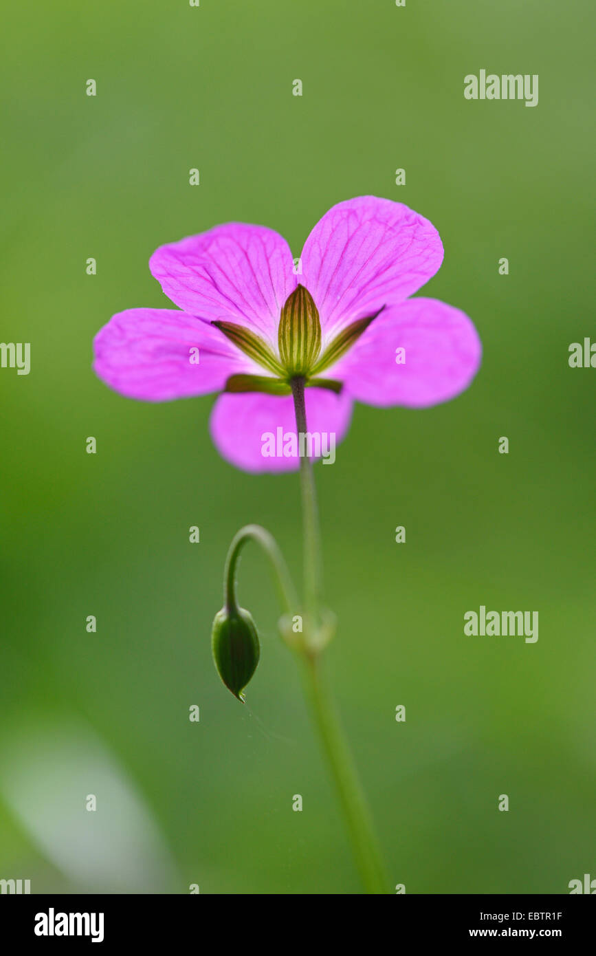 Legno (cranesbill Geranium sylvaticum), unico fiore visto dal di sotto, in Germania, in Baviera, Oberpfalz Foto Stock