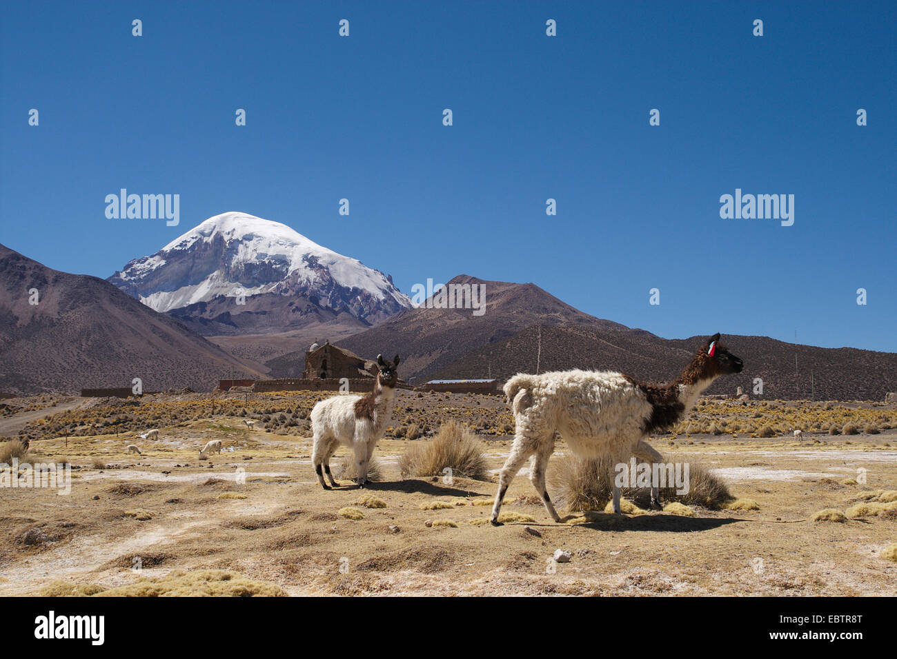 Alpaca (Lama pacos), alpaca di fronte al villaggio e montagna Sajama, Bolivia, Ande Foto Stock