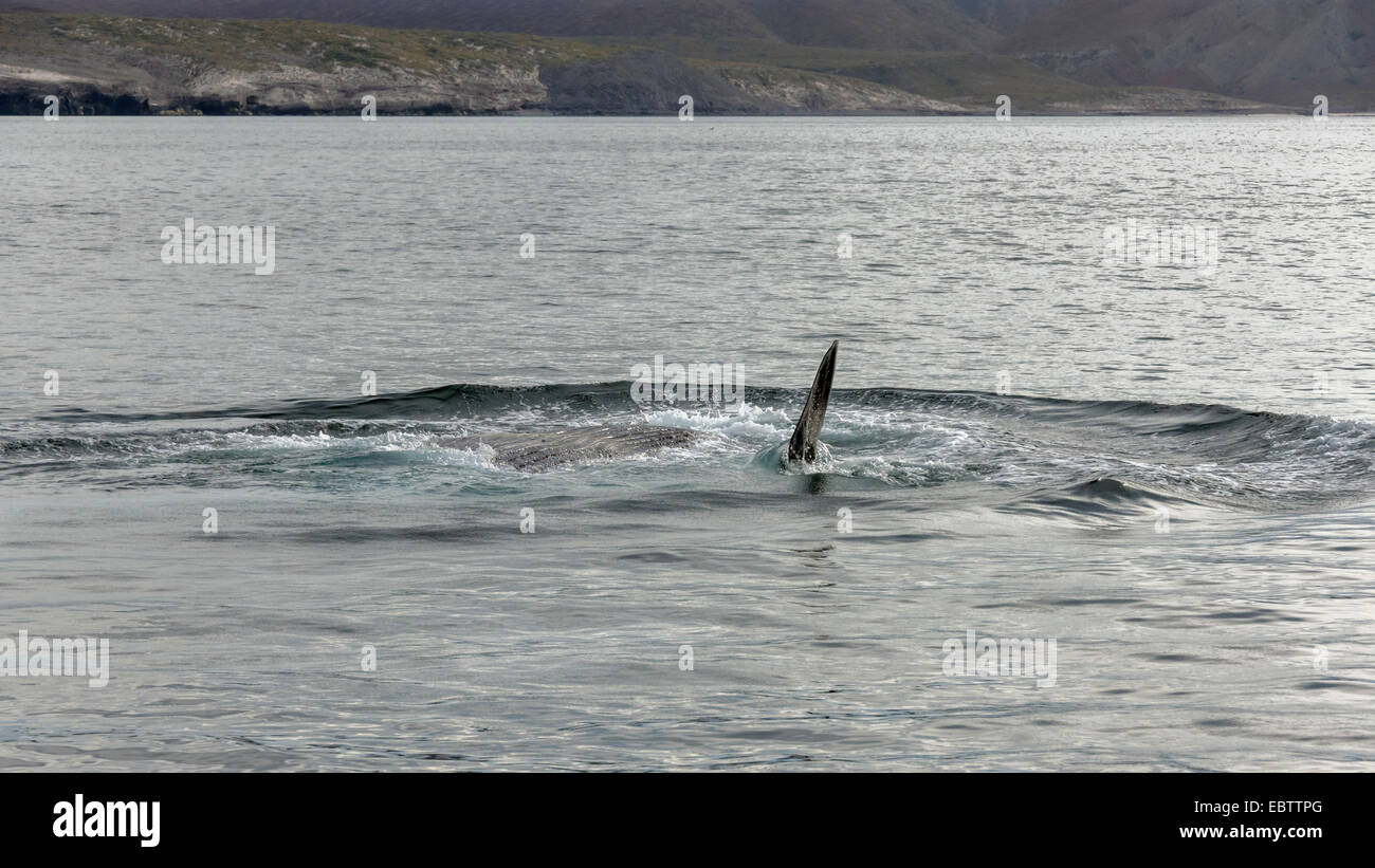 Balena Blu alimentazione con gola sacca e pinna che mostra, off Isla Carmen, Mare di Cortez, Baja, Messico Foto Stock