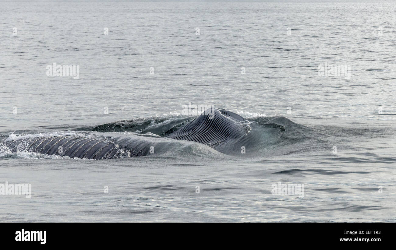Balena Blu alimentazione con custodia di gola che mostra, off Isla Carmen, Mare di Cortez, Baja, Messico Foto Stock