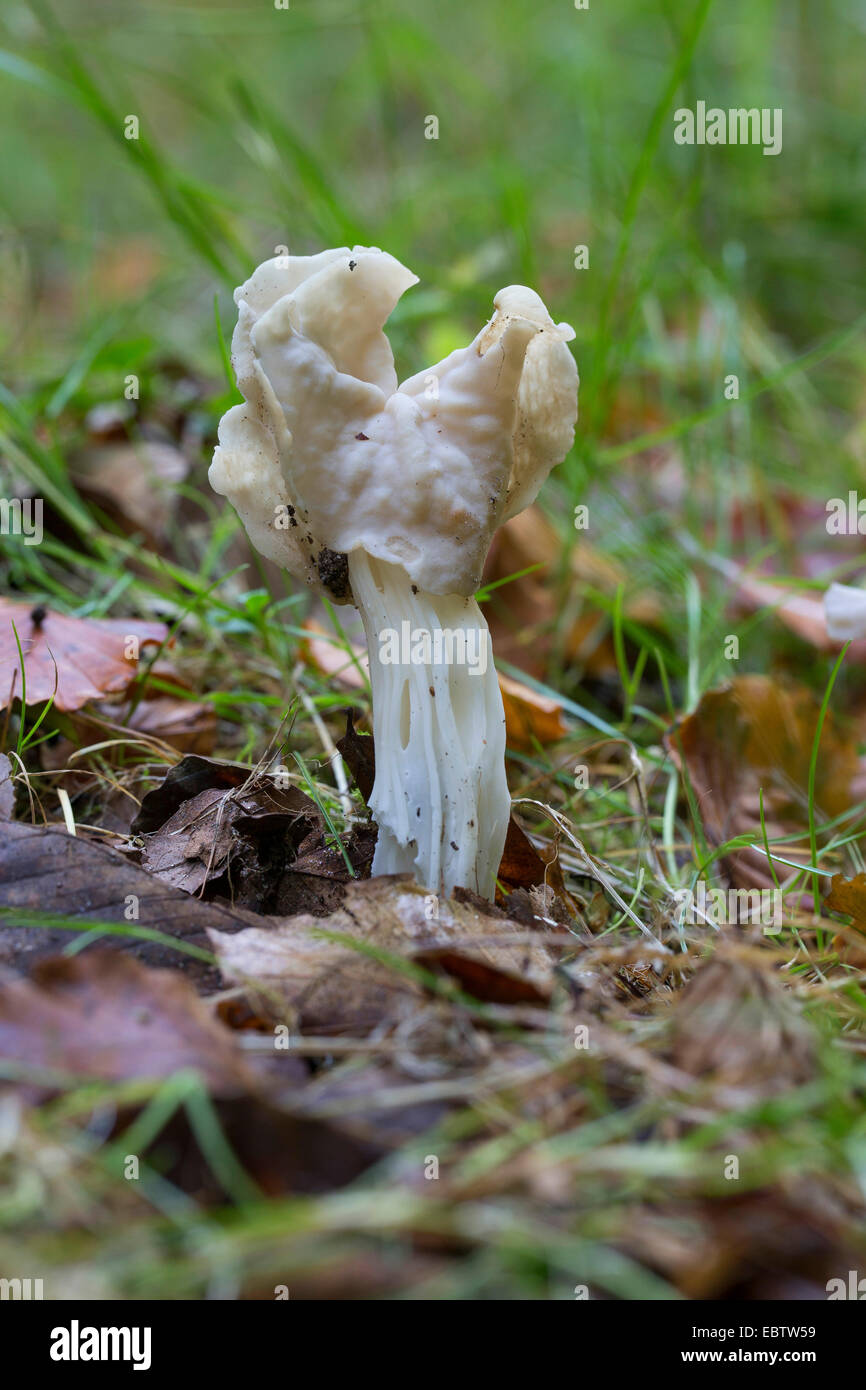 Bianco, sella sella foliatile, helvel comune (Helvella crispa, Helvella pithyophila), singolo fungo su erba, Germania Foto Stock