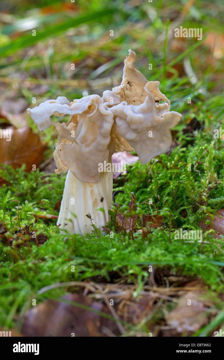 Bianco, sella sella foliatile, helvel comune (Helvella crispa, Helvella pithyophila), unico a forma di fungo presente sul terreno di muschio, Germania Foto Stock