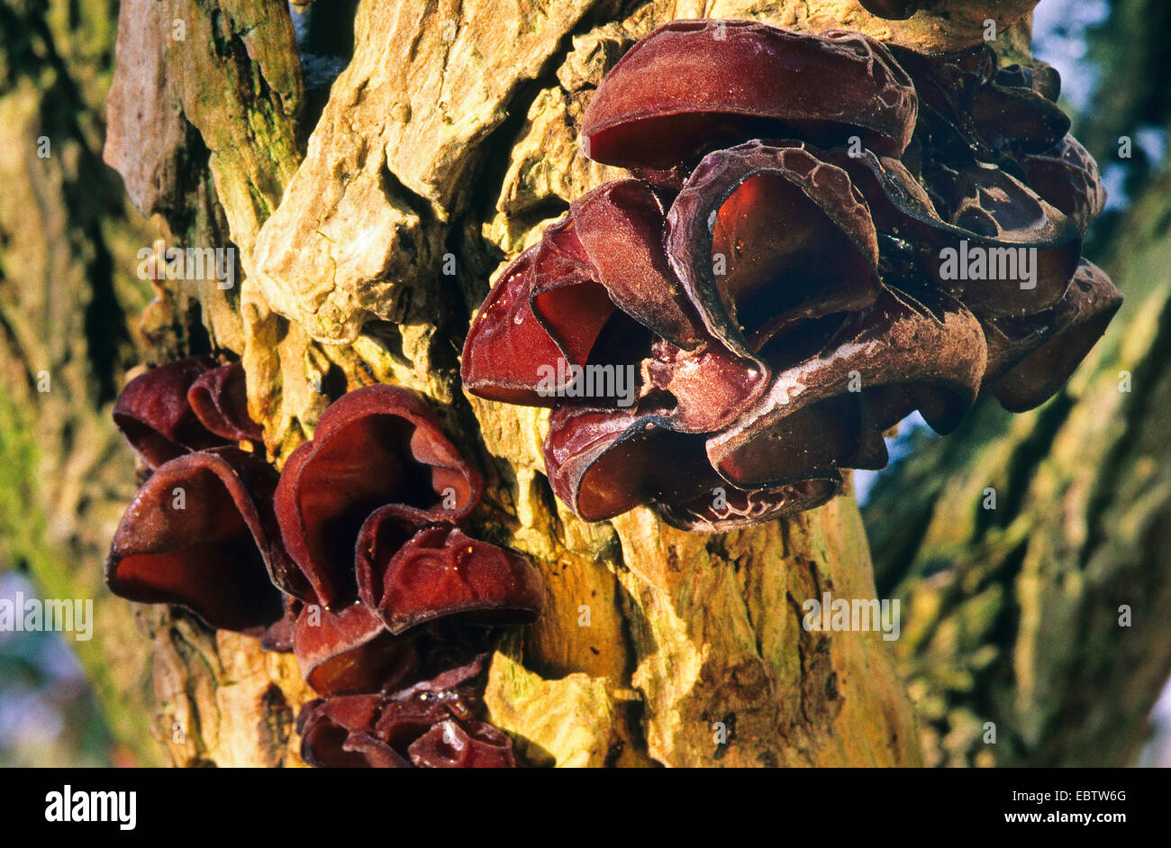 Jelly orecchio (Auricularia padiglione auricolare-judae, Hirneola padiglione auricolare-judae), di corpi fruttiferi in corrispondenza di un tronco di sambuco, Germania Foto Stock