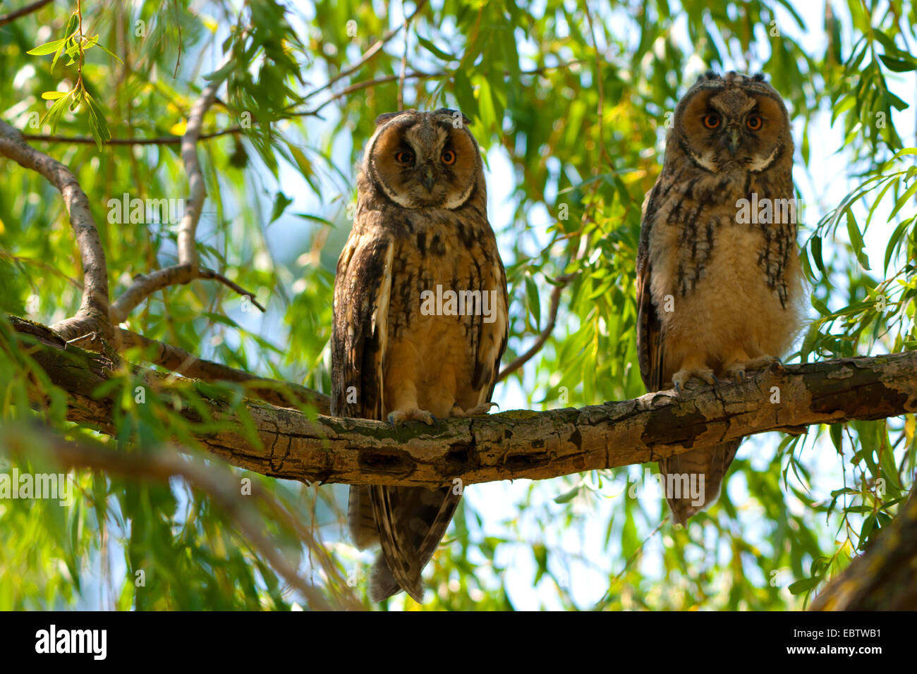 Gufo comune (Asio otus), due lunghi-eared owls seduti fianco a fianco su un ramo, Austria, Burgenland Foto Stock