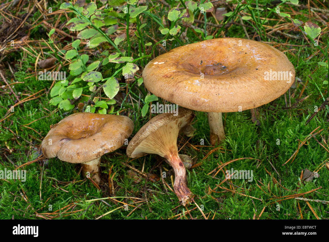 Rotolo marrone-rim, Comune di roll-rim, veleno pax (Paxillus involutus), di corpi fruttiferi sul terreno di muschio, Germania Foto Stock