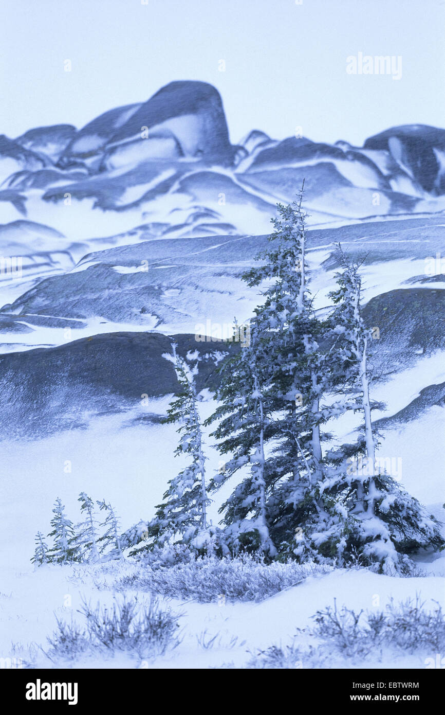 La tundra in inverno vicino a Churchill, paesaggio con massi di granito e abete rosso, Canada, Manitoba Foto Stock