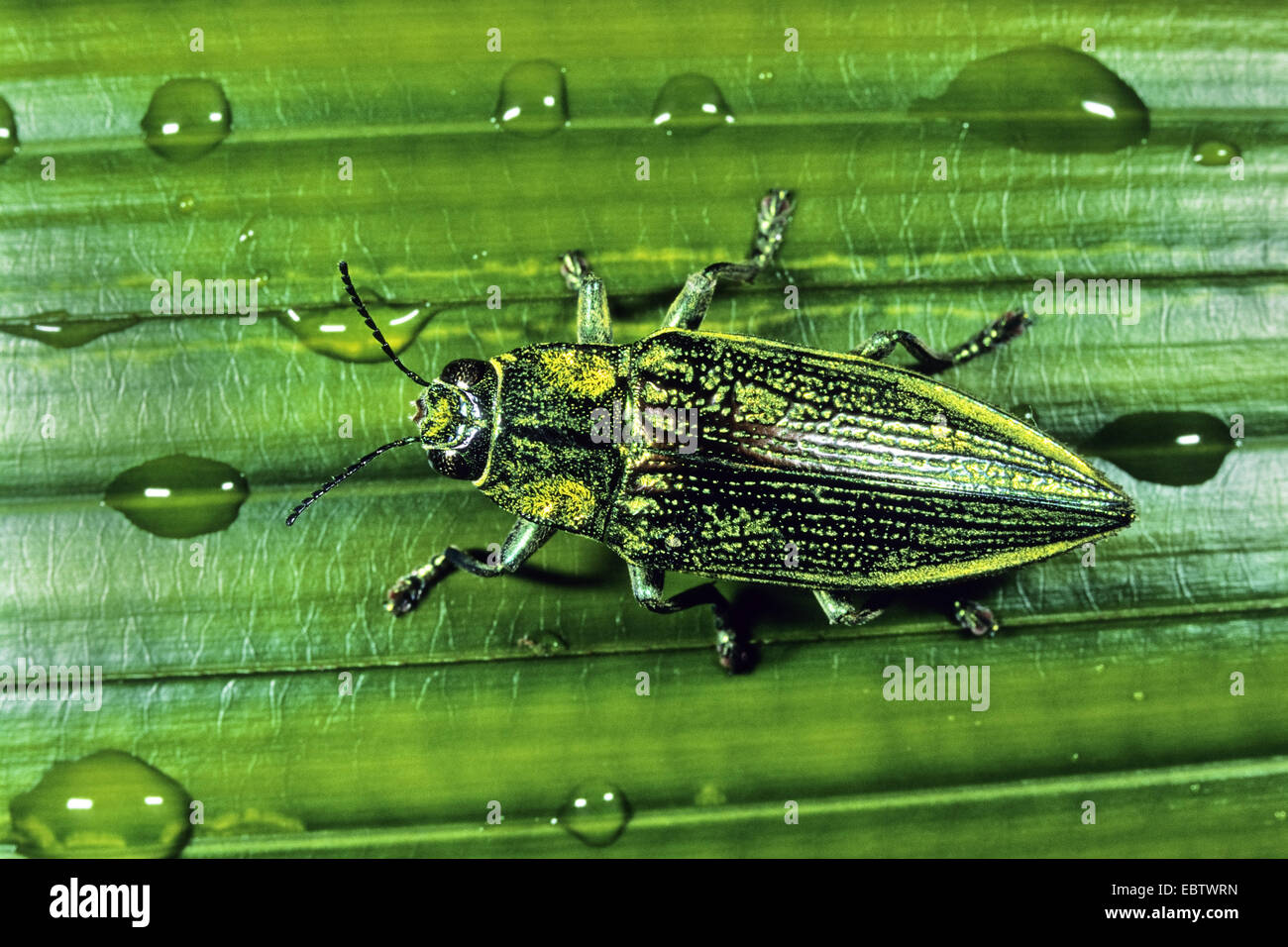 Metallizzate legno-noioso Beetle, Indonesia, Nuova Guinea occidentale Foto Stock