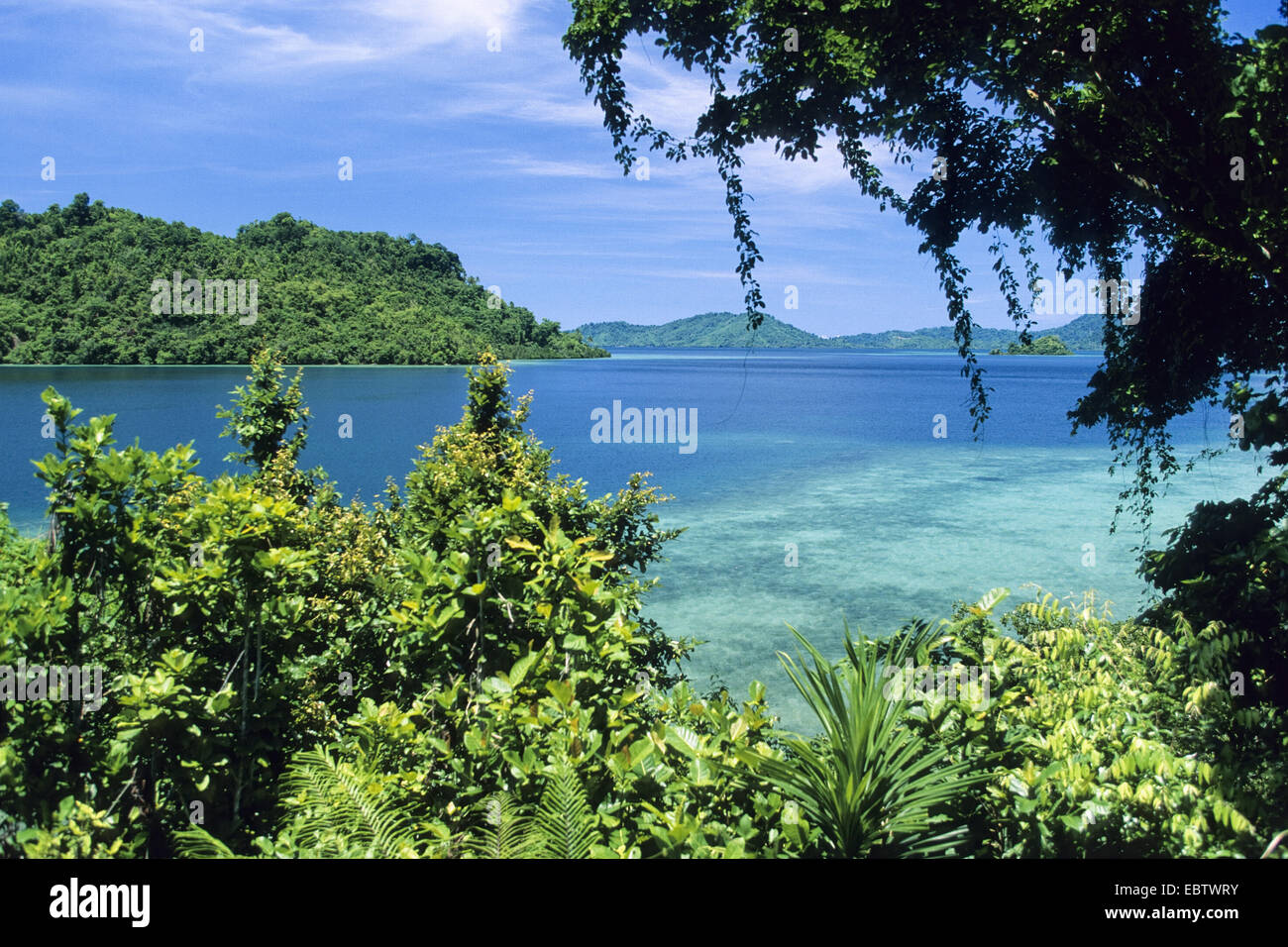 La foresta pluviale tropicale sull'isola Yapen, Indonesia, Nuova Guinea occidentale, Irian Jaya, Isola Yapen Foto Stock