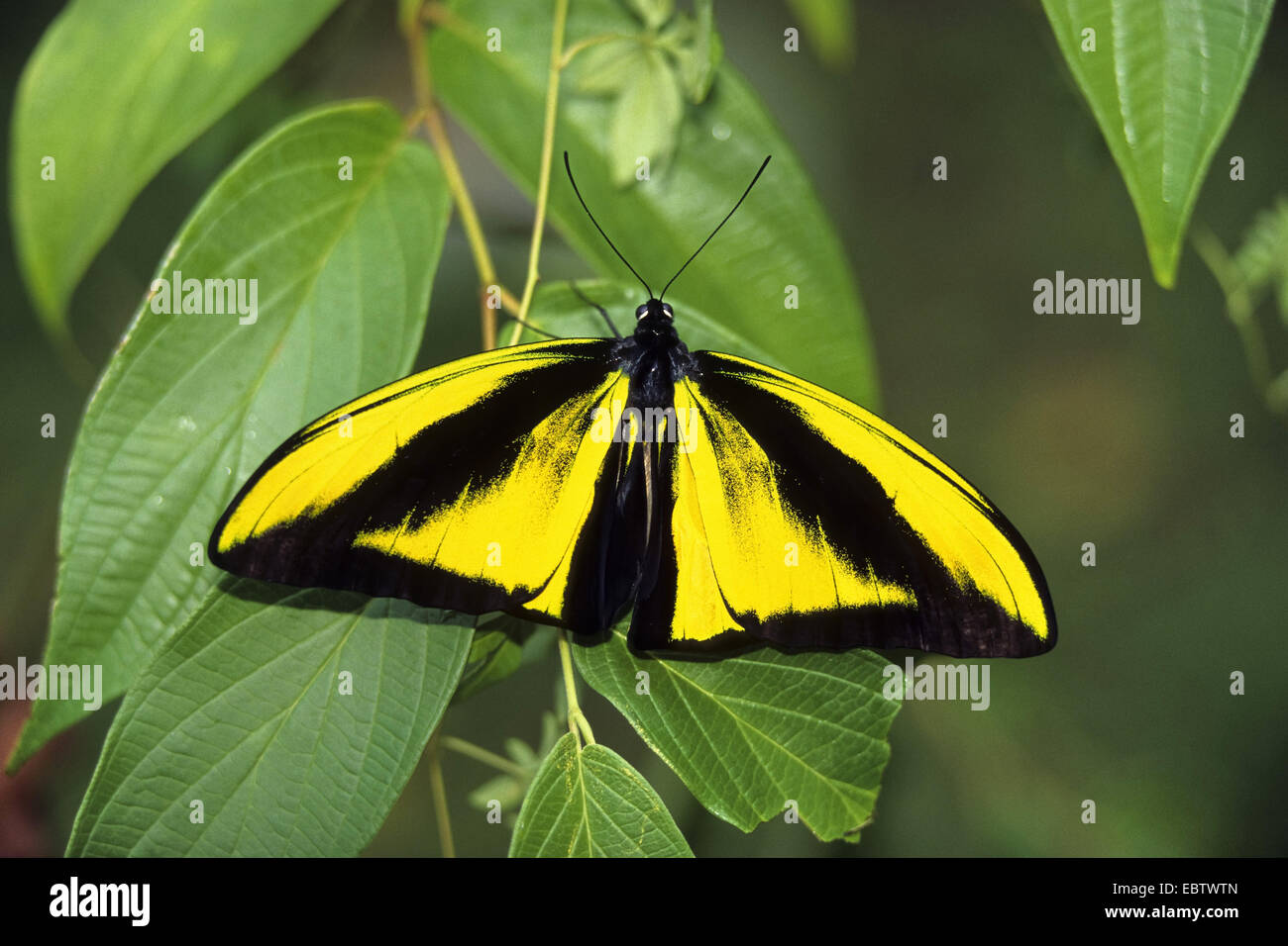 Golia Birdwing Butterfly (Ornithoptera golia Sansone), maschile seduto su un ramo, Indonesia, Nuova Guinea occidentale Foto Stock