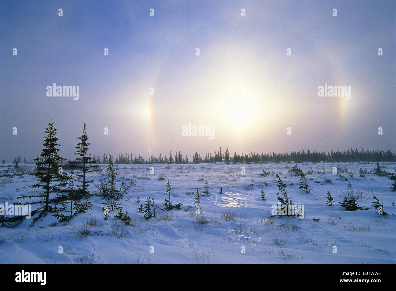 Sundogs in inverno, Canada, Churchill Foto Stock