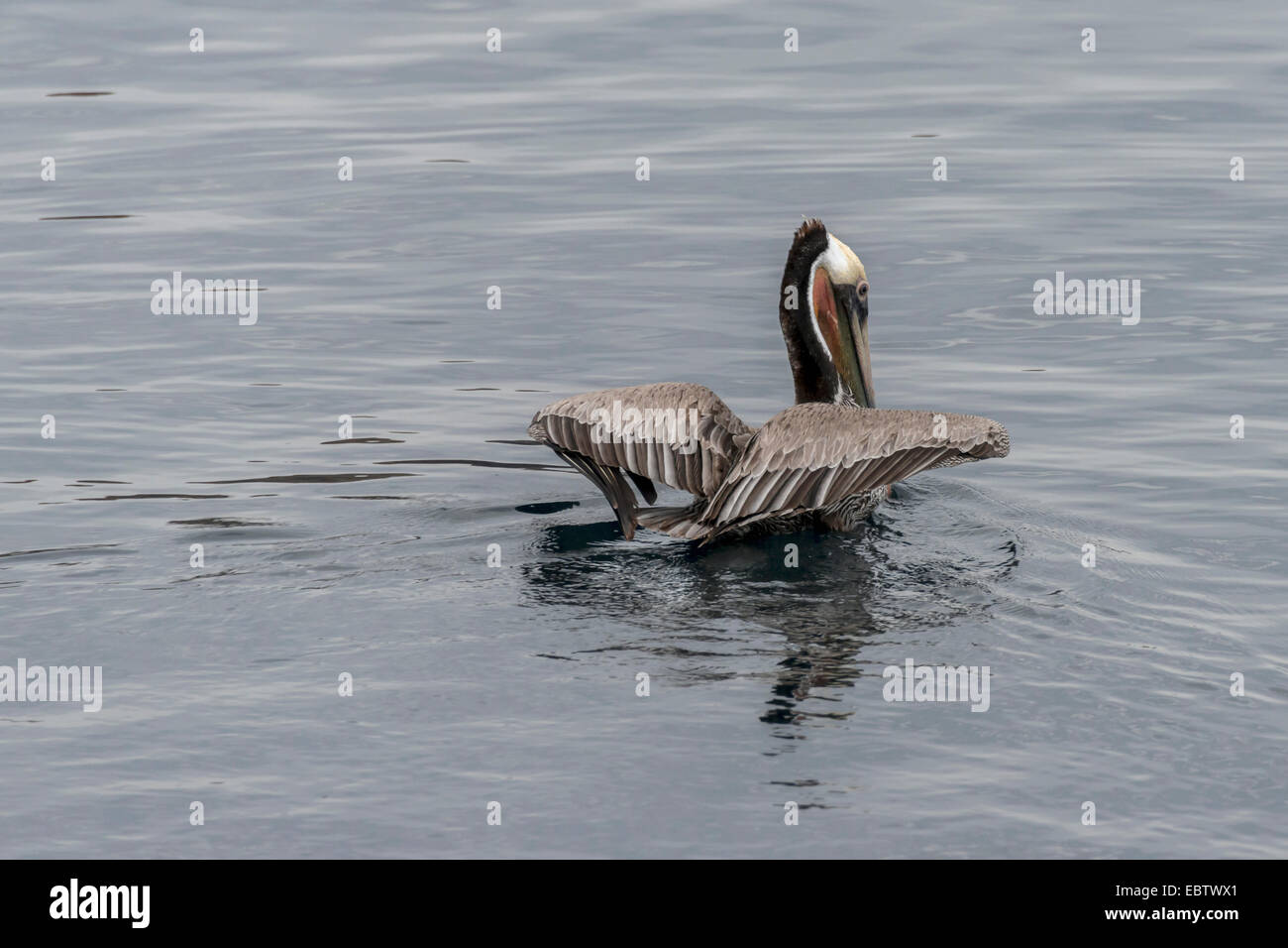 Pellicano bruno nella riproduzione dei colori, ali sollevato, Parque Nacional Bahía de Loreto, Mare di Cortez, Baja, Messico Foto Stock