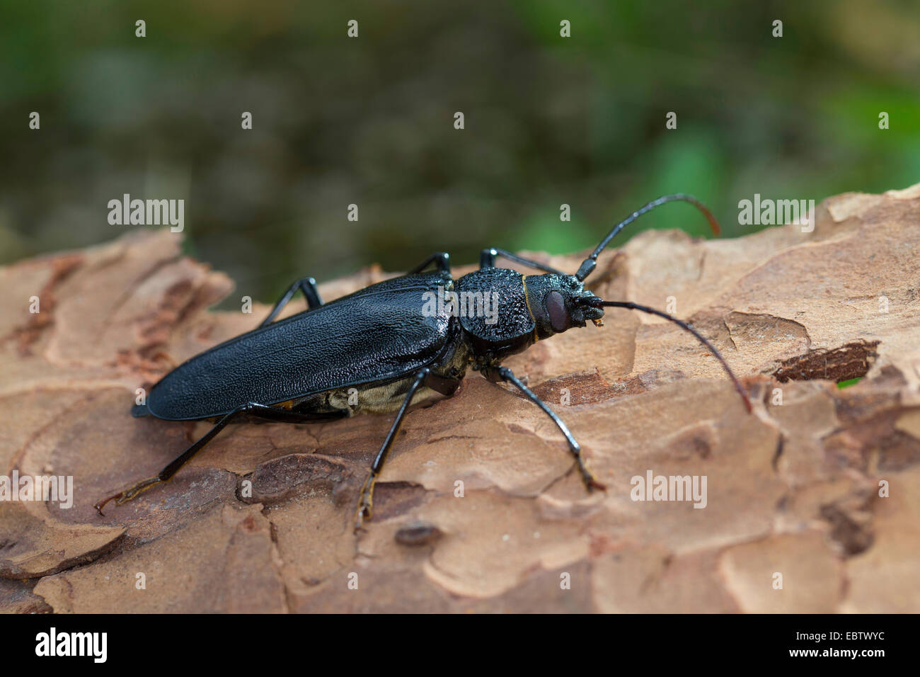 Carpenter longhorn, dalle lunghe corna beetle (Ergates faber), femmina su deadwood, Germania Foto Stock