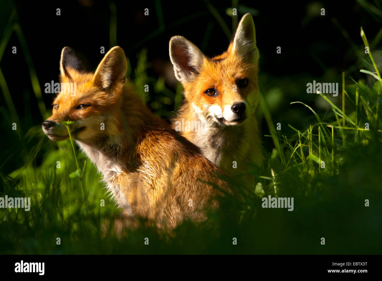 Red Fox (Vulpes vulpes vulpes), due volpi nella luce del mattino, Svizzera, Sankt Gallen Foto Stock