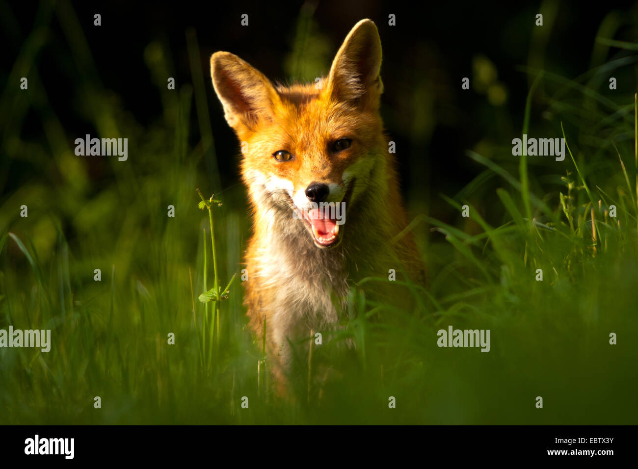 Red Fox (Vulpes vulpes vulpes), in un prato nella luce del mattino, Svizzera, Sankt Gallen Foto Stock