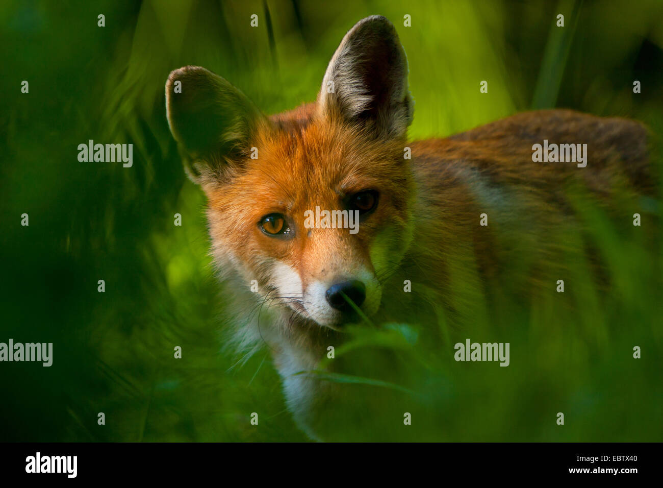 Red Fox (Vulpes vulpes vulpes), nella luce del mattino, Svizzera, Sankt Gallen Foto Stock