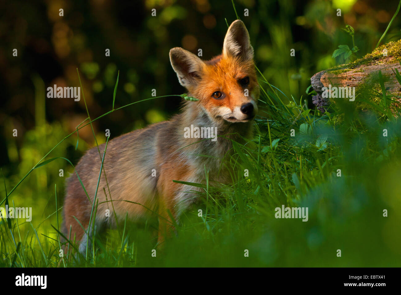Red Fox (Vulpes vulpes vulpes), nella luce del mattino, Svizzera, Sankt Gallen Foto Stock