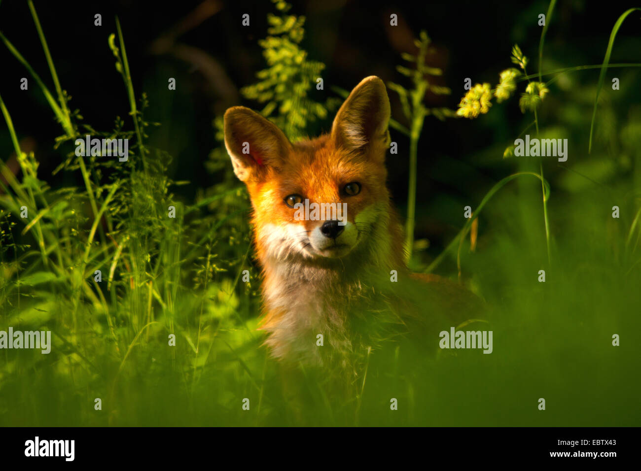 Red Fox (Vulpes vulpes vulpes), in un prato nella luce del mattino, Svizzera, Sankt Gallen Foto Stock