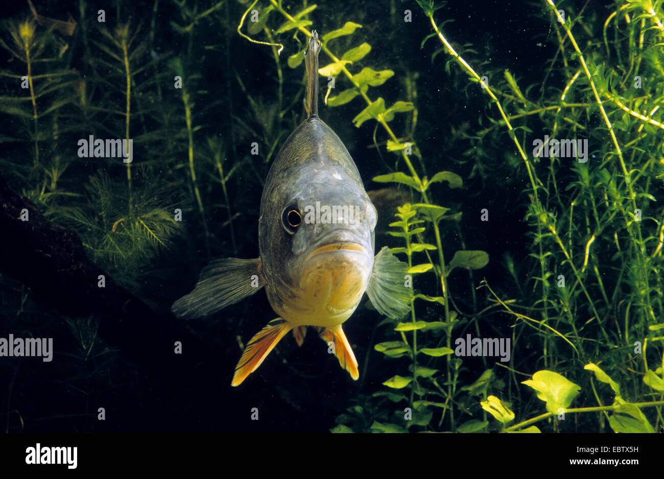 Pesce persico, Europeo persico, Redfin pesce persico (Perca fluviatilis), unico animale sotto l'acqua, Germania Foto Stock
