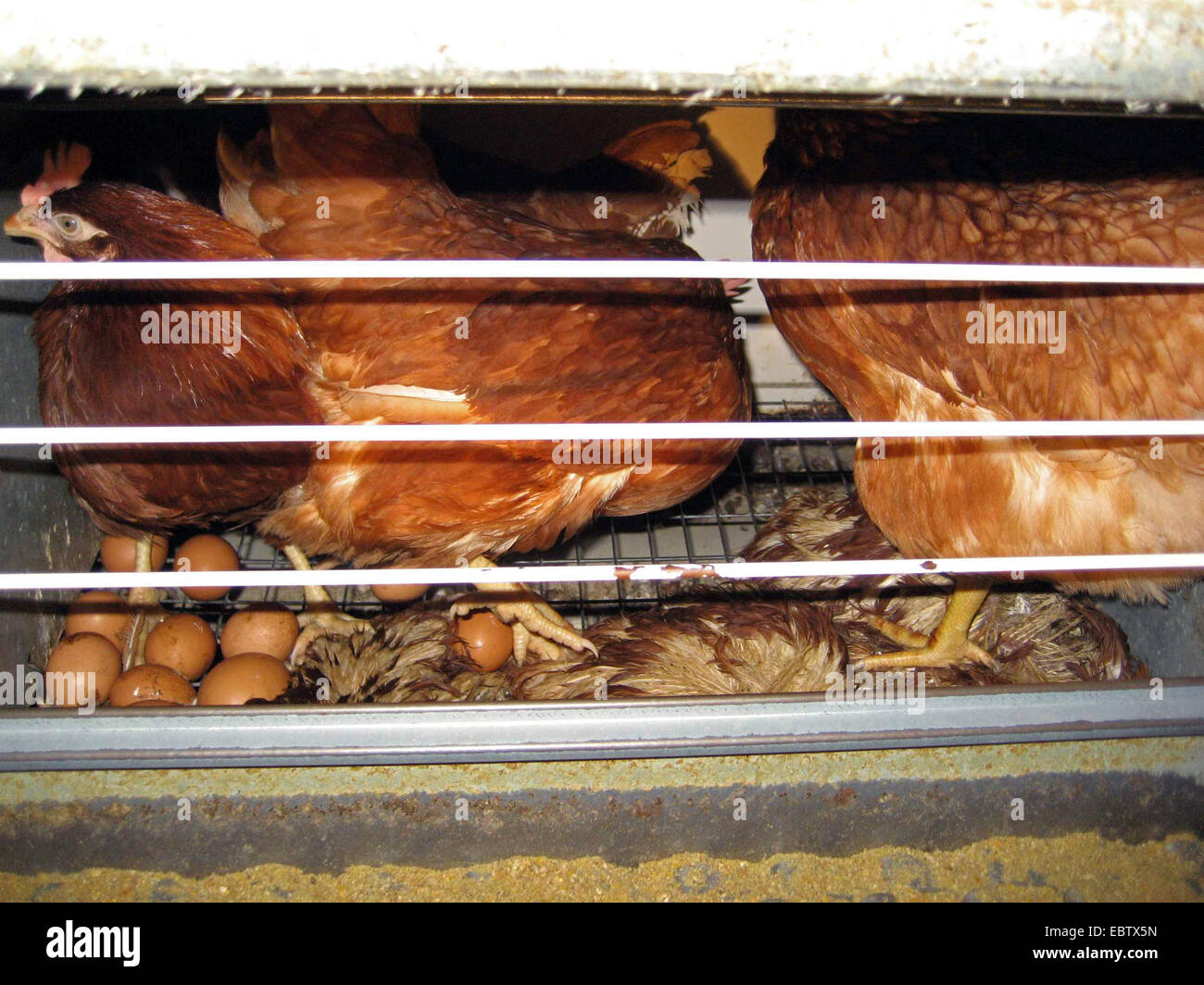 Galli e galline (Gallus gallus f. domestica), galline ovaiole, uova e morti galline in batteria in fattoria, Germania, Foto Stock