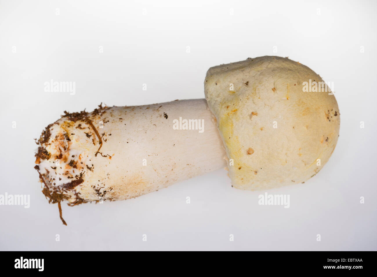 Cavallo (funghi Agaricus arvense, Psalliota arvense), corpo fruttifero di fronte a uno sfondo bianco, Germania Foto Stock