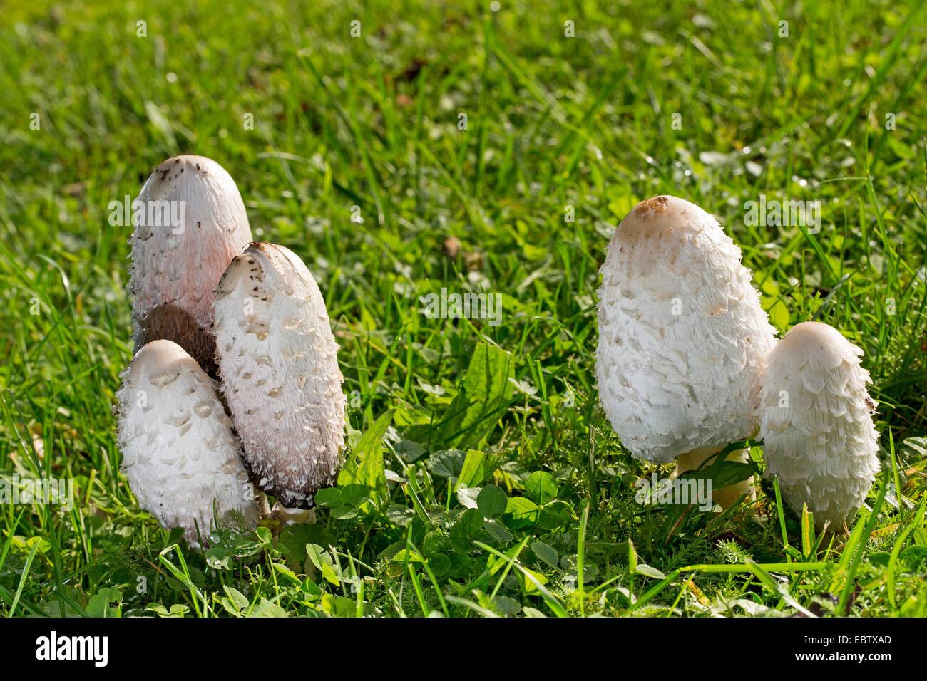 Shaggy copertura di inchiostro, Avvocato parrucca, Shaggy mane (Coprinus comatus), di corpi fruttiferi in un prato, Germania Foto Stock