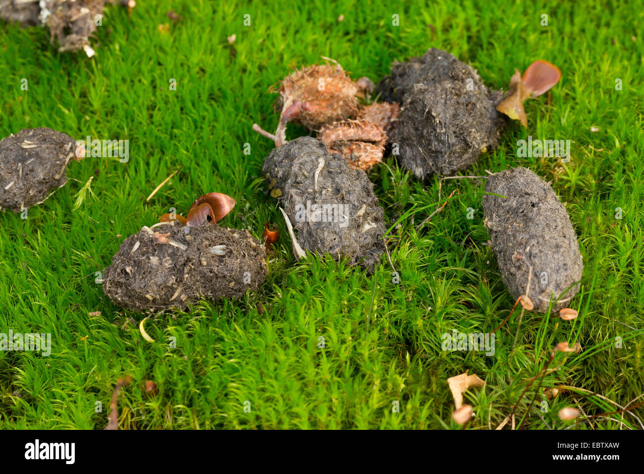 Eurasian allocco (Strix aluco), pellet di un Eurasian allocco, Germania Foto Stock