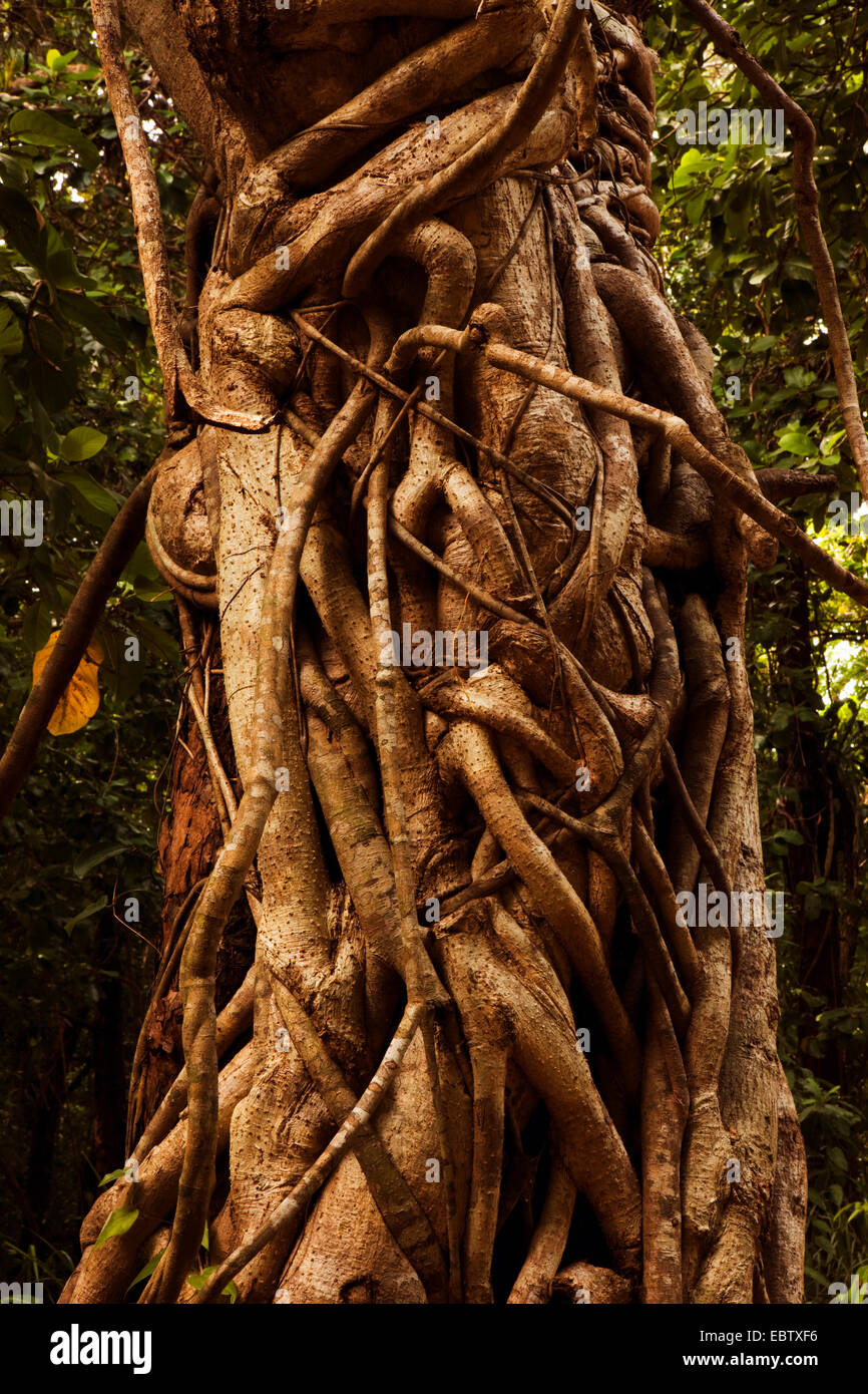 White Fig (Ficus virens), fig tree con antenna root, Australia, Queensland, Parco Nazionale Daintree Foto Stock