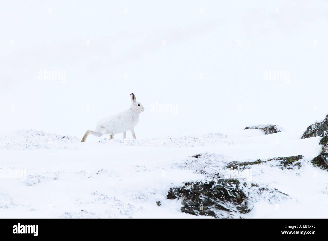 Lepre blu, la lepre bianca, white hare, Eurasian Arctic lepre (Lepus timidus), a piedi nella neve ben mimetizzata, Regno Unito, Scozia, Cairngorms National Park Foto Stock