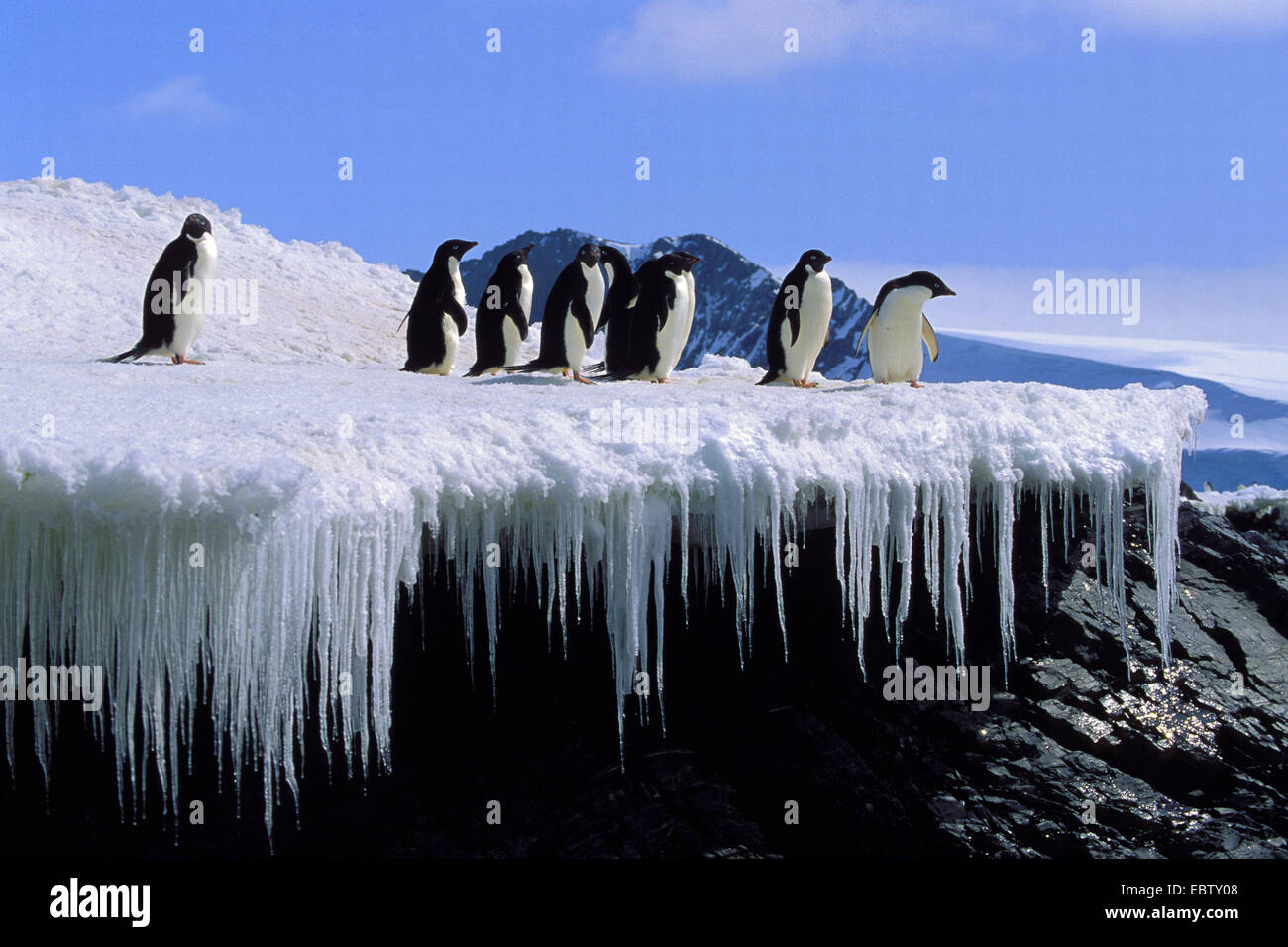 Adelie penguin (Pygoscelis adeliae), gruppo permanente sulla formazione di ghiaccio in Antartide, Speranza Bay Foto Stock