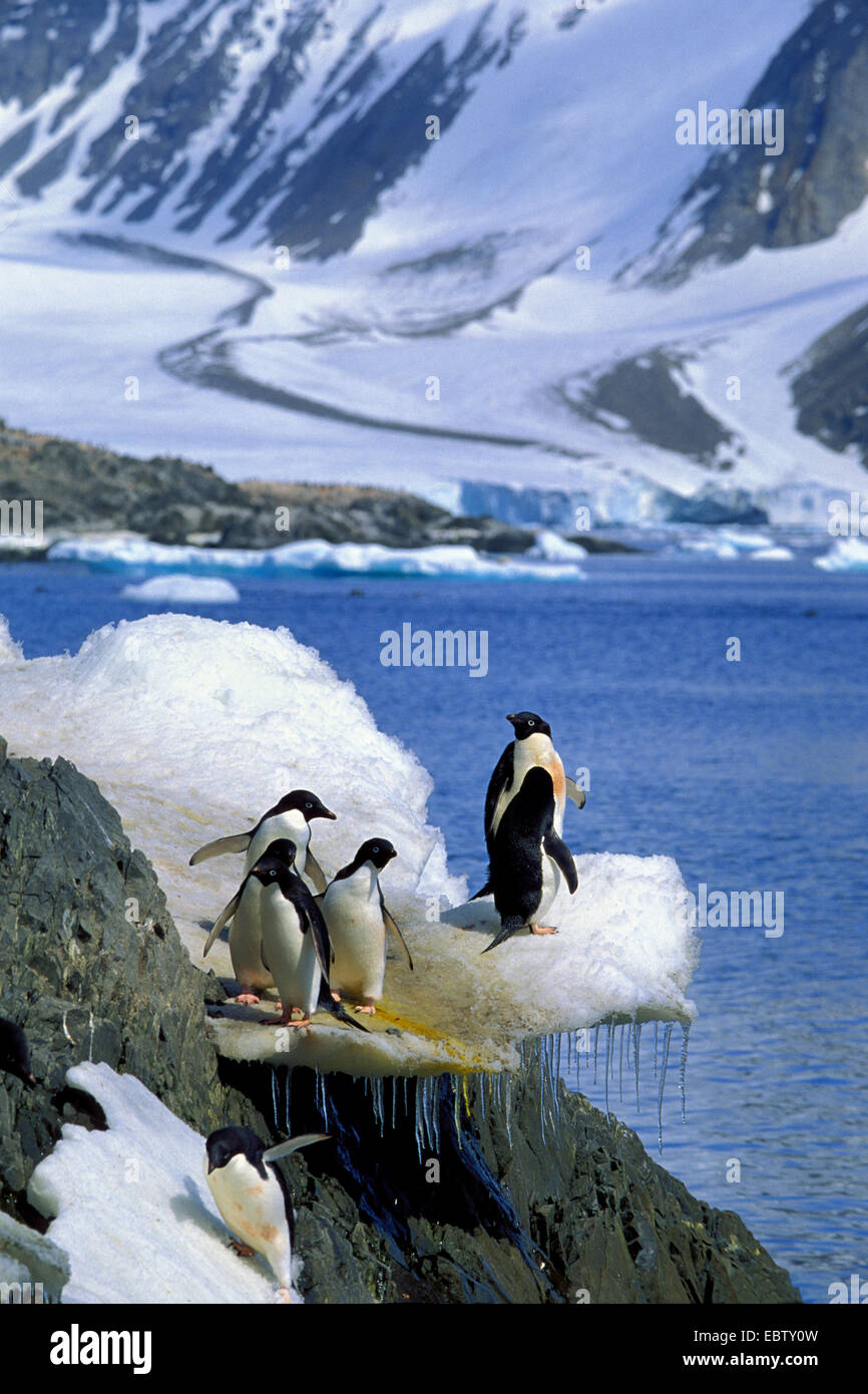 Adelie penguin (Pygoscelis adeliae), gruppo permanente sulla formazione di ghiaccio in Antartide, Speranza Bay Foto Stock