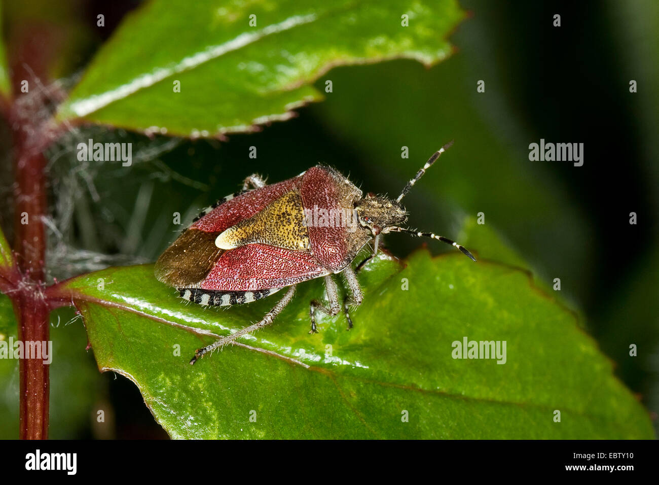 Sloe bug, sloebug (Dolycoris baccarum), su una foglia, Germania Foto Stock