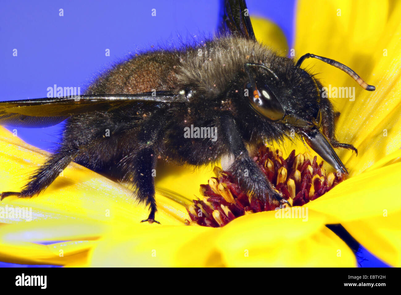 Violetta carpenter bee, Bhanvra indiano (Xylocopa violacea), su un fiore giallo, Germania, Meclemburgo-Pomerania Occidentale Foto Stock
