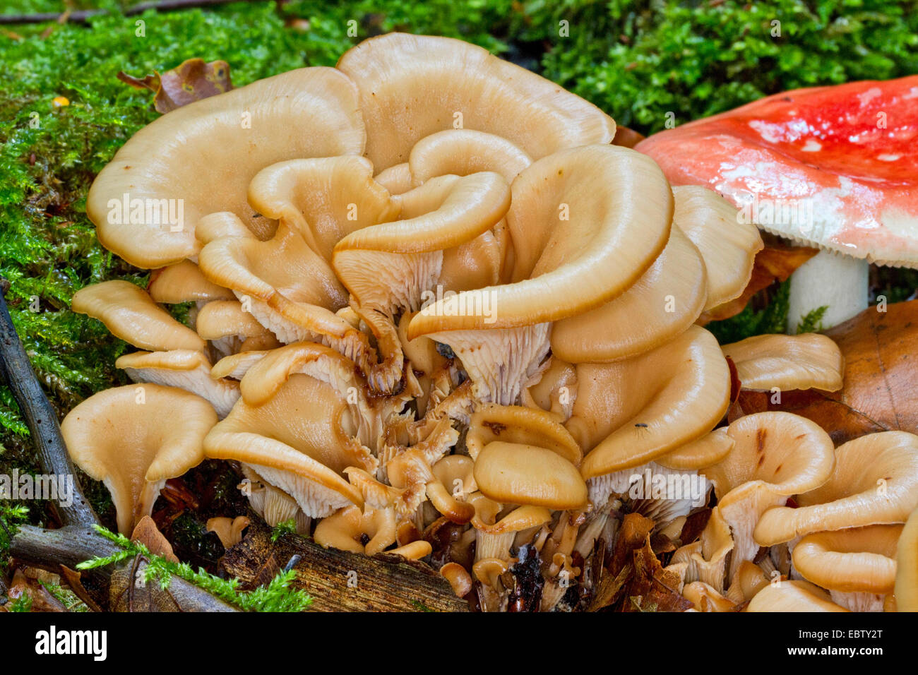 Semi di anice cockleshell (Lentinellus cochleatus), anice cockleshell e legno di faggio sickener, Germania, Meclemburgo-Pomerania Occidentale Foto Stock