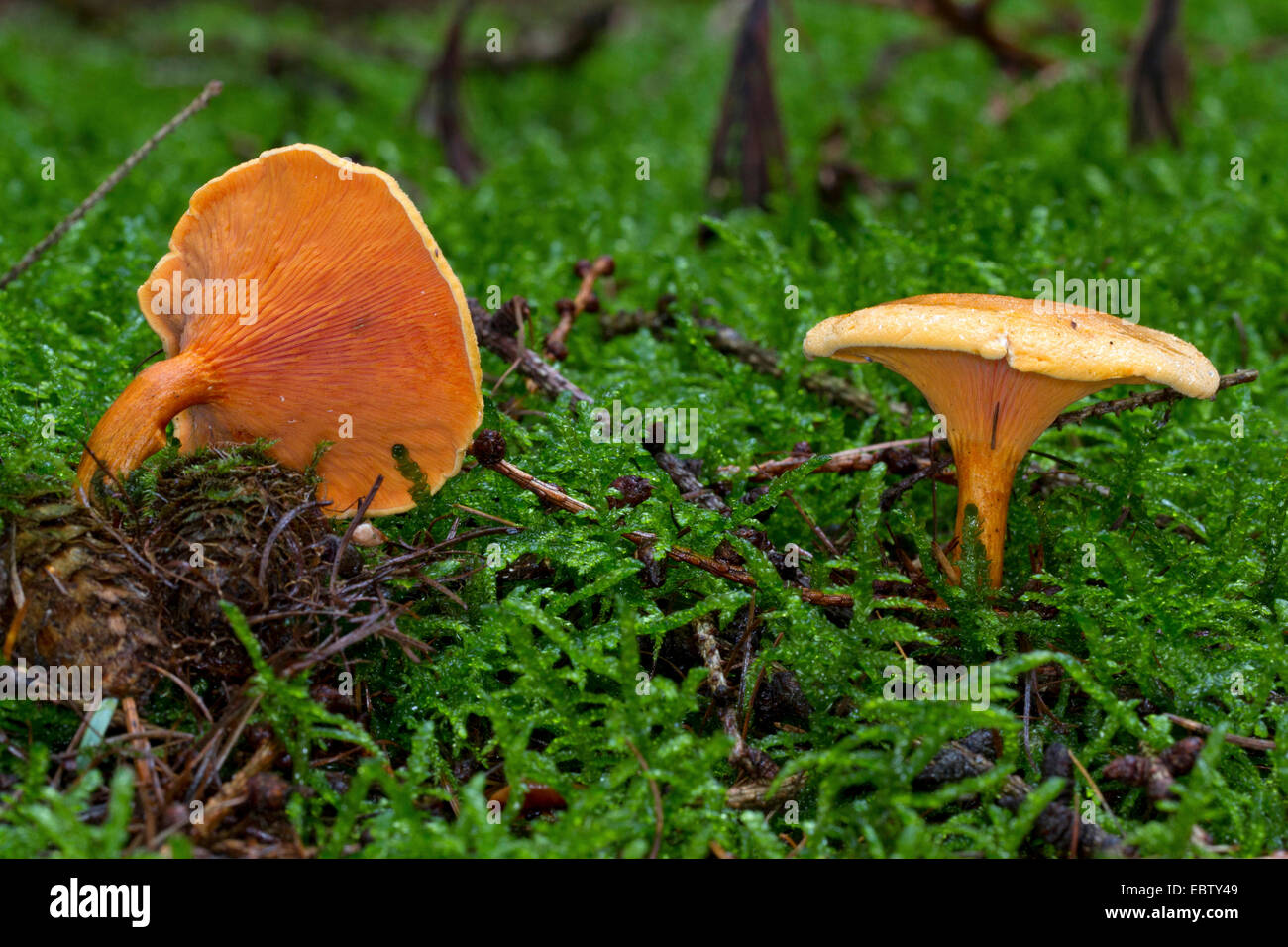 Falso chanterelle (Hygrophoropsis aurantiaca), due corpi fruttiferi di moss sul suolo della foresta, Germania, Meclemburgo-Pomerania Occidentale Foto Stock