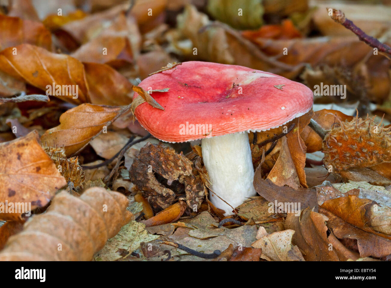 Legno di faggio sickener (Russula nobilis, Russula mairei), singolo corpo fruttifero sul suolo della foresta, Germania, Meclemburgo-Pomerania Occidentale Foto Stock