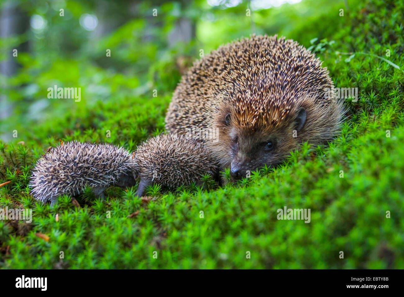 Sottobicchiere In Sughero Con Riccio E Finitura Lucida | Destinationvinyl Garden Animals, 9,5x9,5 Cm, Stampato UK - 3