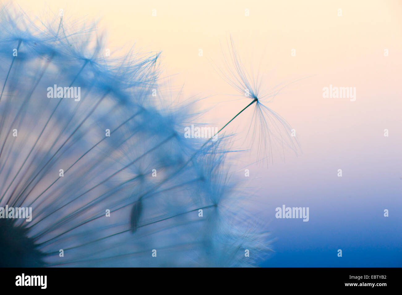Comune di tarassaco (Taraxacum officinale), la fruttificazione, Svizzera Foto Stock