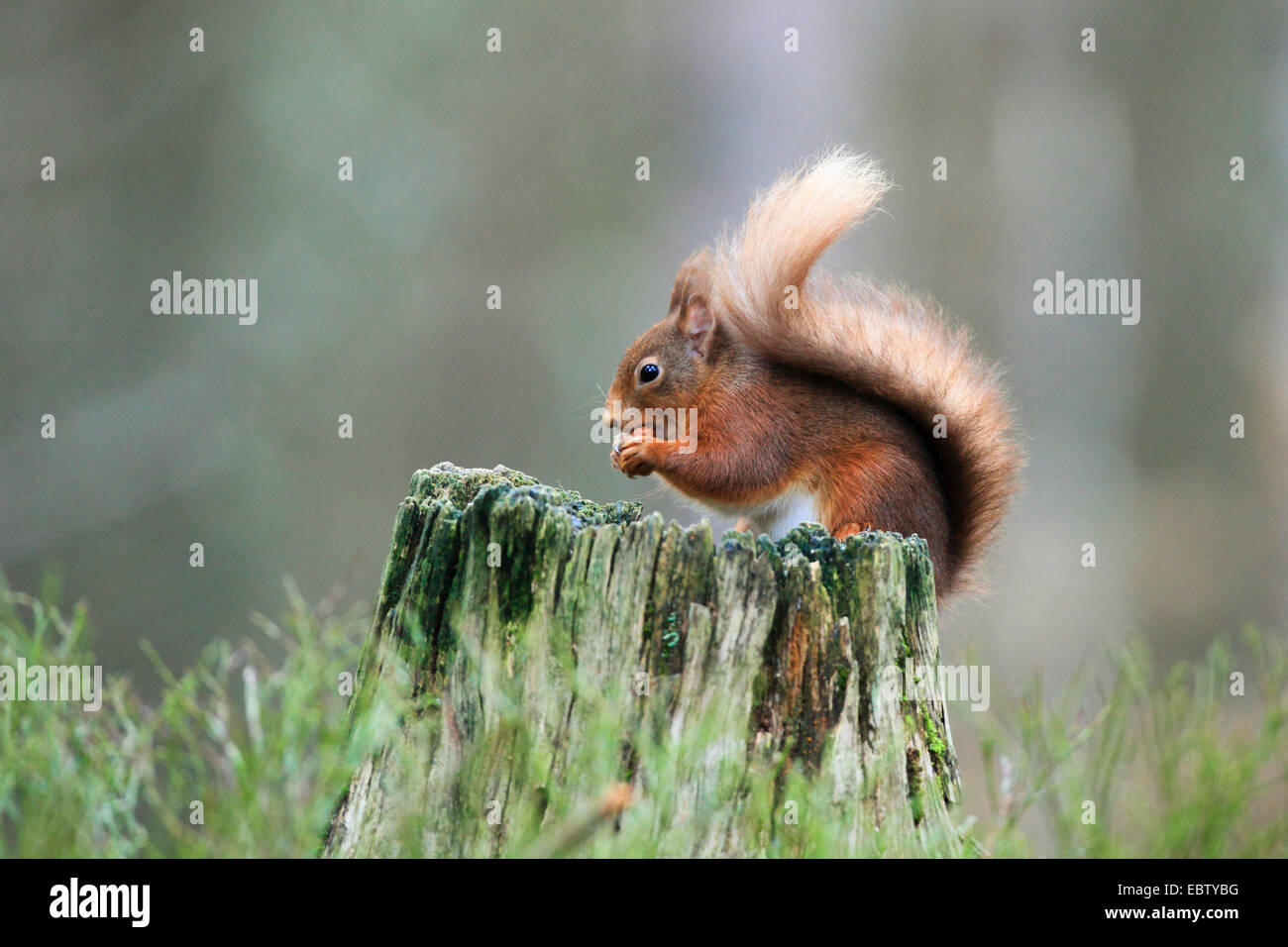 Unione scoiattolo rosso, Eurasian red scoiattolo (Sciurus vulgaris), con nocciola nei suoi paws, Regno Unito, Scozia, Cairngorms National Park Foto Stock