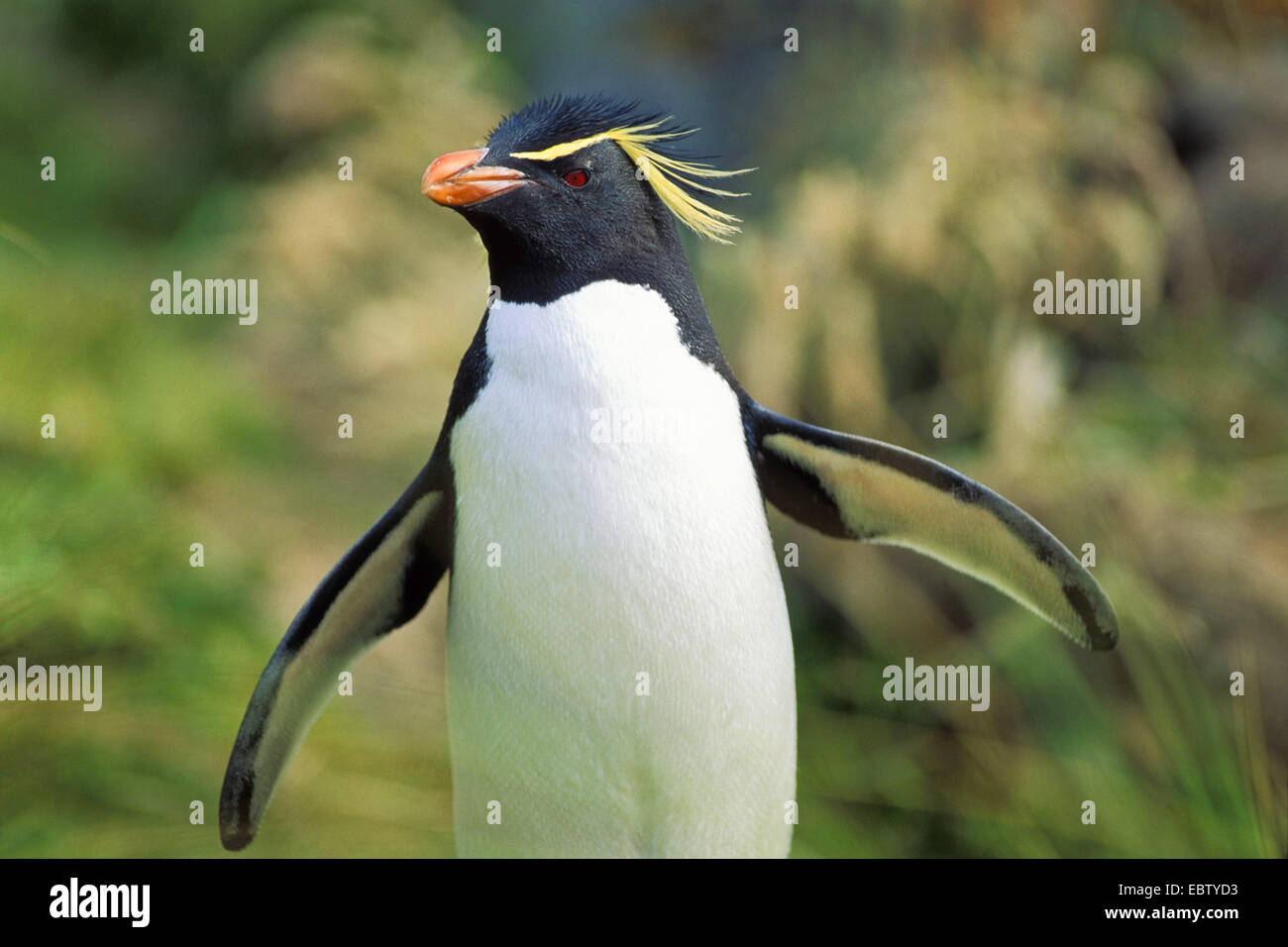 Pinguino saltaroccia (Eudyptes chrysocome), passeggiate, Isole Falkland Foto Stock