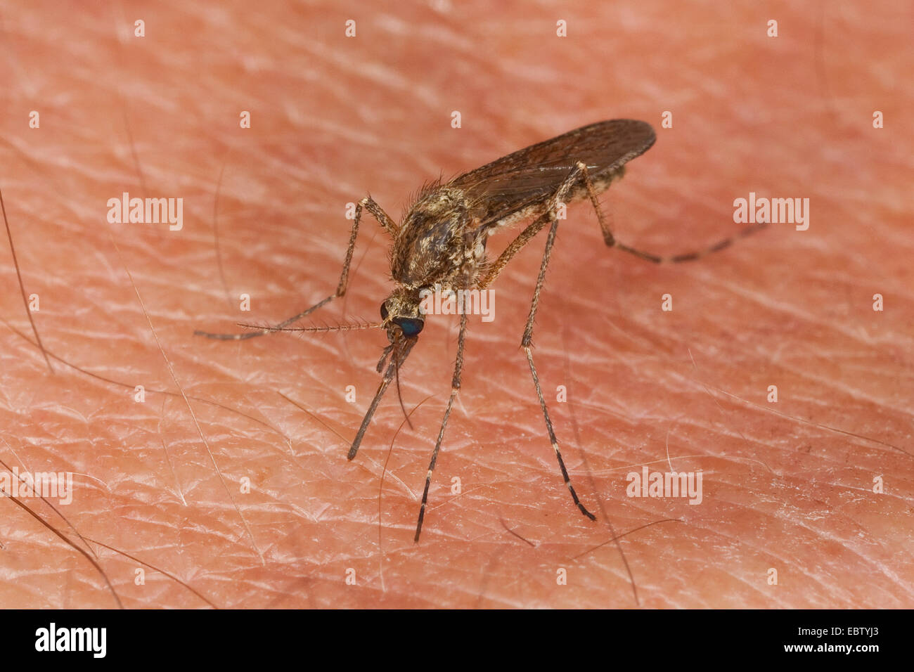 Zanzara, moscerino (Aedes spec.), femmina seduto sulla pelle umana succhiare il sangue , Germania Foto Stock