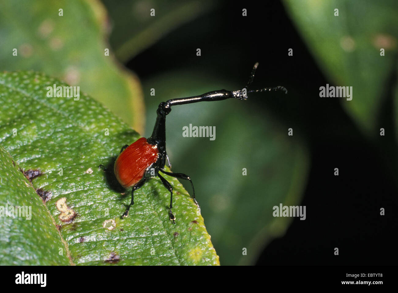 Curculione giraffa (Trachelophorus giraffa), nella foresta pluviale di Ranomafana, Madagascar Foto Stock