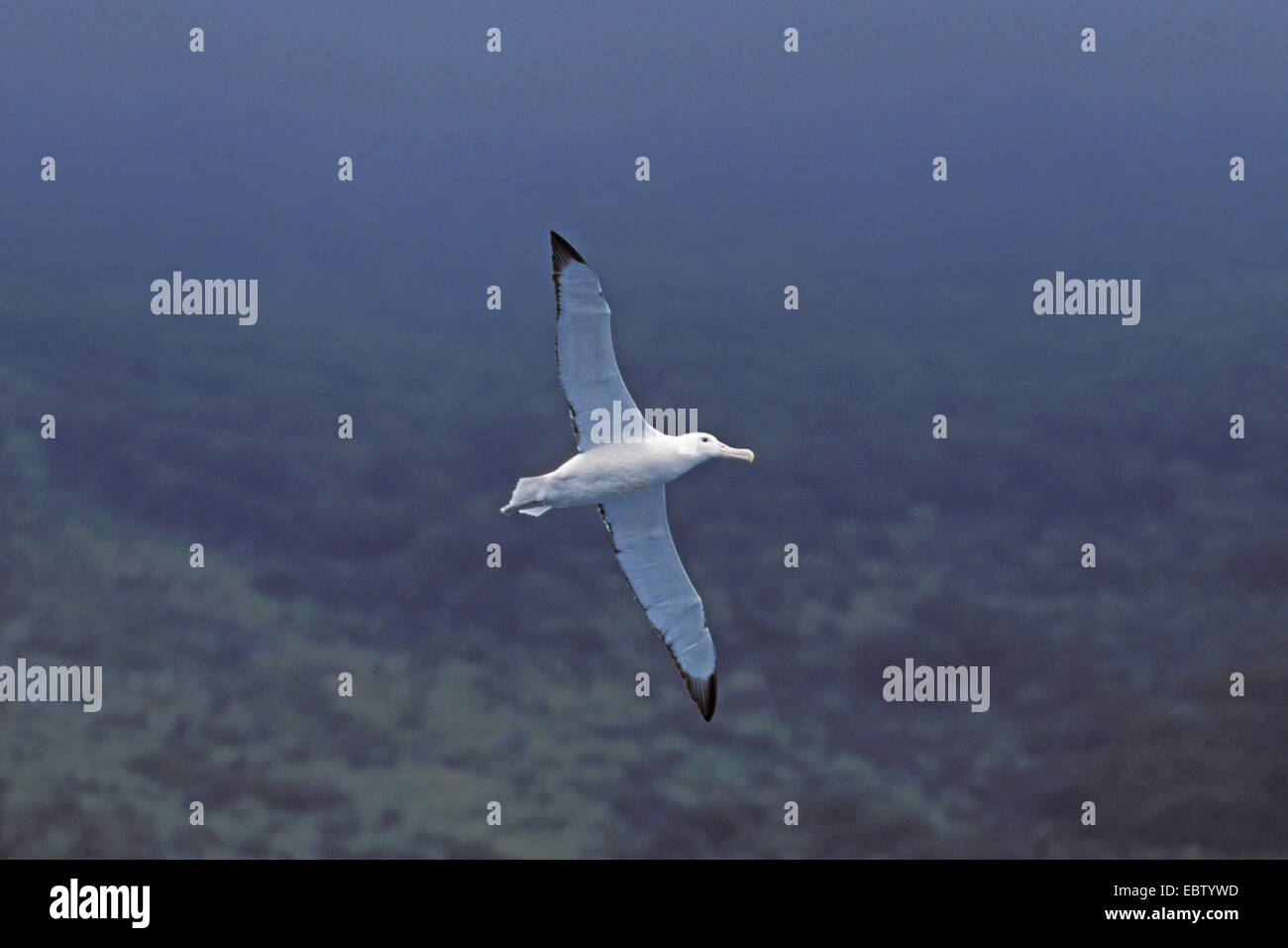 Royal Albatross (Diomedea epomophora epomophora), in volo, Nuova Zelanda, Campbell Island Foto Stock