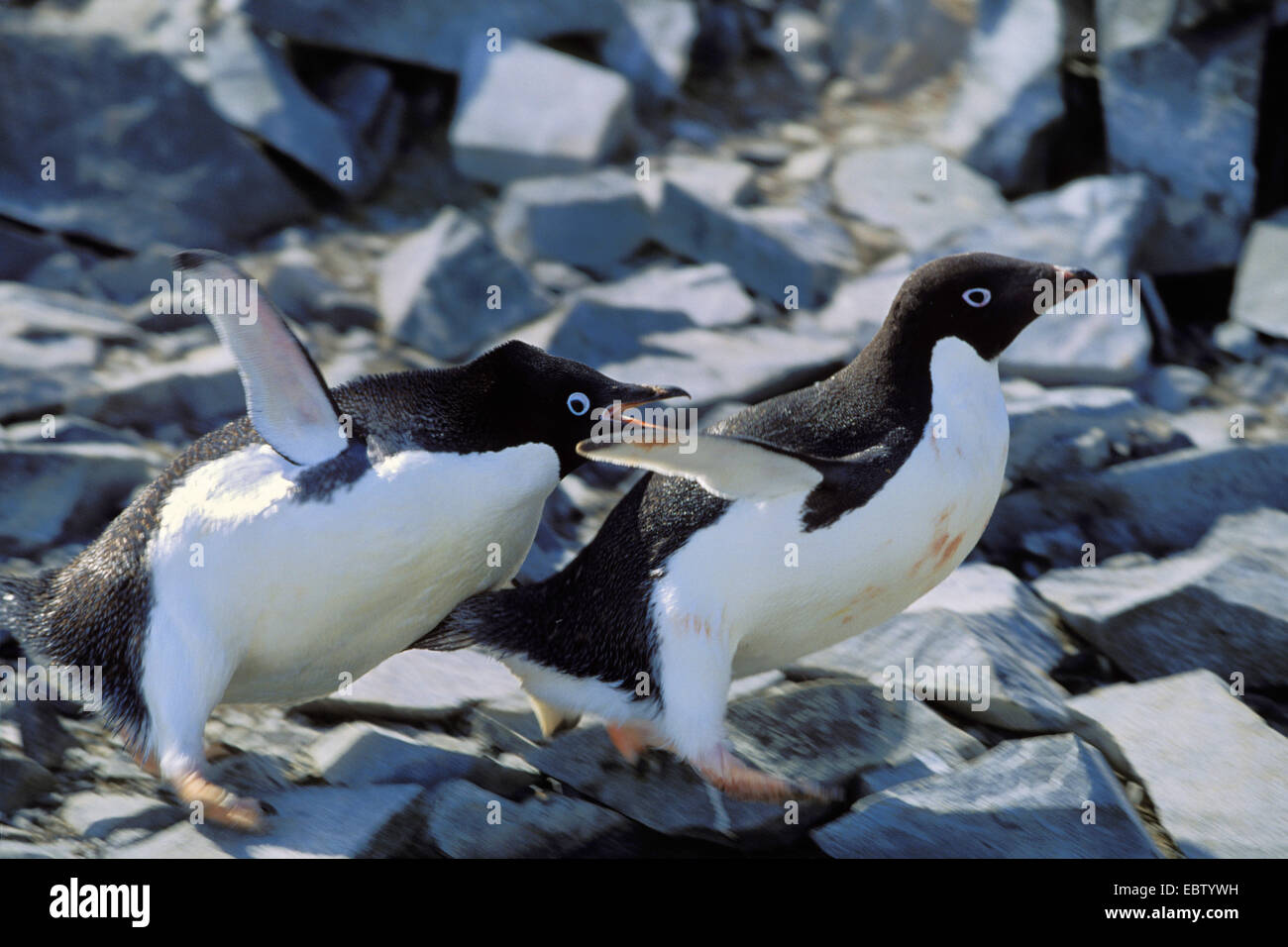 Adelie penguin (Pygoscelis adeliae), sbattimenti ali chiamando, Antartide, Speranza Bay Foto Stock