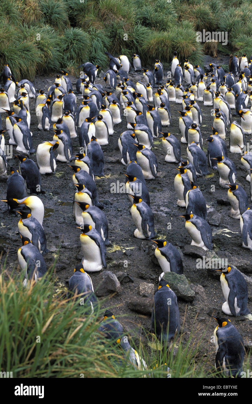 Pinguino reale (Aptenodytes patagonicus), Colonia, Australia, Macquarie Island Foto Stock