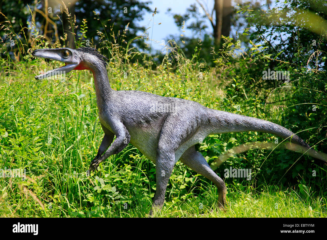 Danneggiando il dente (Troodon), passeggiate Foto Stock