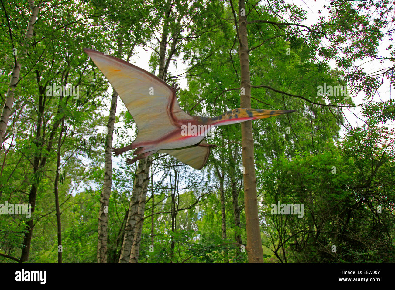 Pterodactylus (Pterodactylus), volare in una foresta Foto Stock