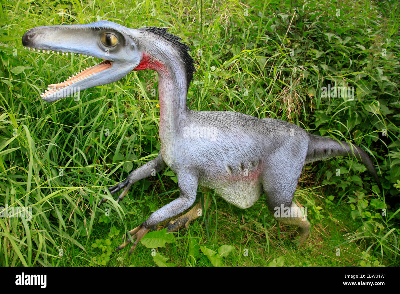 Danneggiando il dente (Troodon), passeggiate Foto Stock