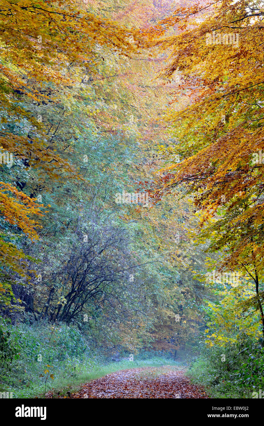 Sentieri nella foresta in autunno la foresta, Germania Foto Stock